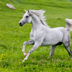 cheval pur sang arabe gris qui galope