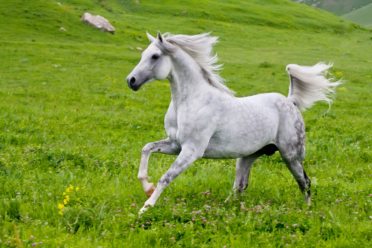 cheval pur sang arabe gris qui galope