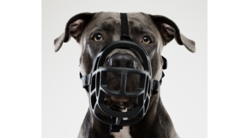 Il mio cane ha bisogno di una museruola?