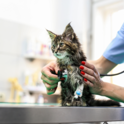 chaton type main coon chez le vétérinaire
