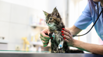 Peritonite felina infettiva: un pericoloso coronavirus