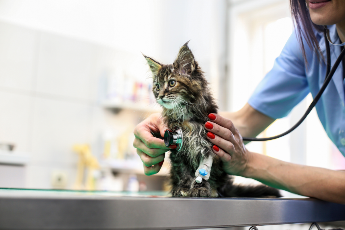 chaton type main coon chez le vétérinaire