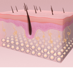 Schéma de la structure de la peau montrant les différentes couches cutanées et les follicules pileux. Ce visuel illustre l'importance de la barrière cutanée et de la régénération cellulaire, des fonctions essentielles pour la protection contre les agressions extérieures. Le Daflon, grâce à son ingrédient actif, l'hespéridine, aide à renforcer cette barrière cutanée et à améliorer la santé de la peau. Il est également bénéfique pour la cicatrisation des plaies, la protection contre les rayons UV, et la régulation de l'inflammation cutanée.