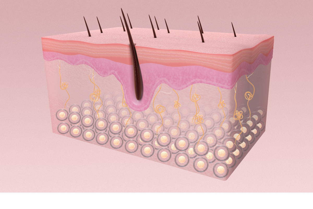 Schéma de la structure de la peau montrant les différentes couches cutanées et les follicules pileux. Ce visuel illustre l'importance de la barrière cutanée et de la régénération cellulaire, des fonctions essentielles pour la protection contre les agressions extérieures. Le Daflon, grâce à son ingrédient actif, l'hespéridine, aide à renforcer cette barrière cutanée et à améliorer la santé de la peau. Il est également bénéfique pour la cicatrisation des plaies, la protection contre les rayons UV, et la régulation de l'inflammation cutanée.