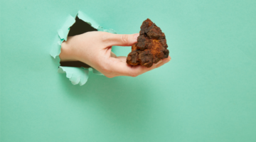 Chaga : Découvrez ses propriétés immunitaires, antioxydantes et anti-inflammatoires
