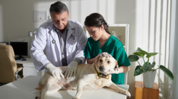 Il mal di stomaco nei cani: un'emergenza vitale