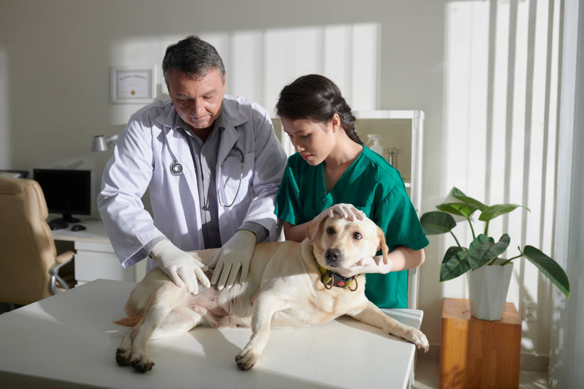 labrador chez le vétérinaire