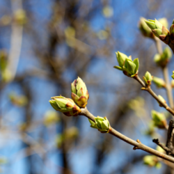 bourgeons sur un arbre au printemps