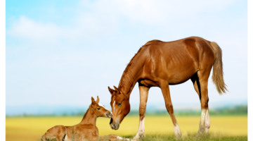 Ovariële merries: hoe kunnen ze worden verlicht?