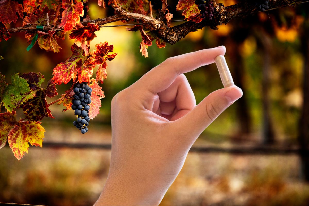 a hand holding a capsule containing the active ingredient of red vine