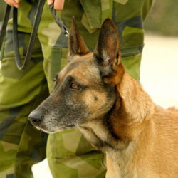 chien militaire à coté de son maitre
