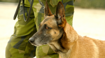 Psichiatria veterinaria: PTSD nei cani