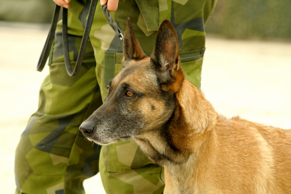 chien militaire à coté de son maitre