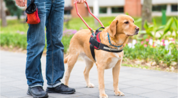 PTSD in the military: the role of the service dog
