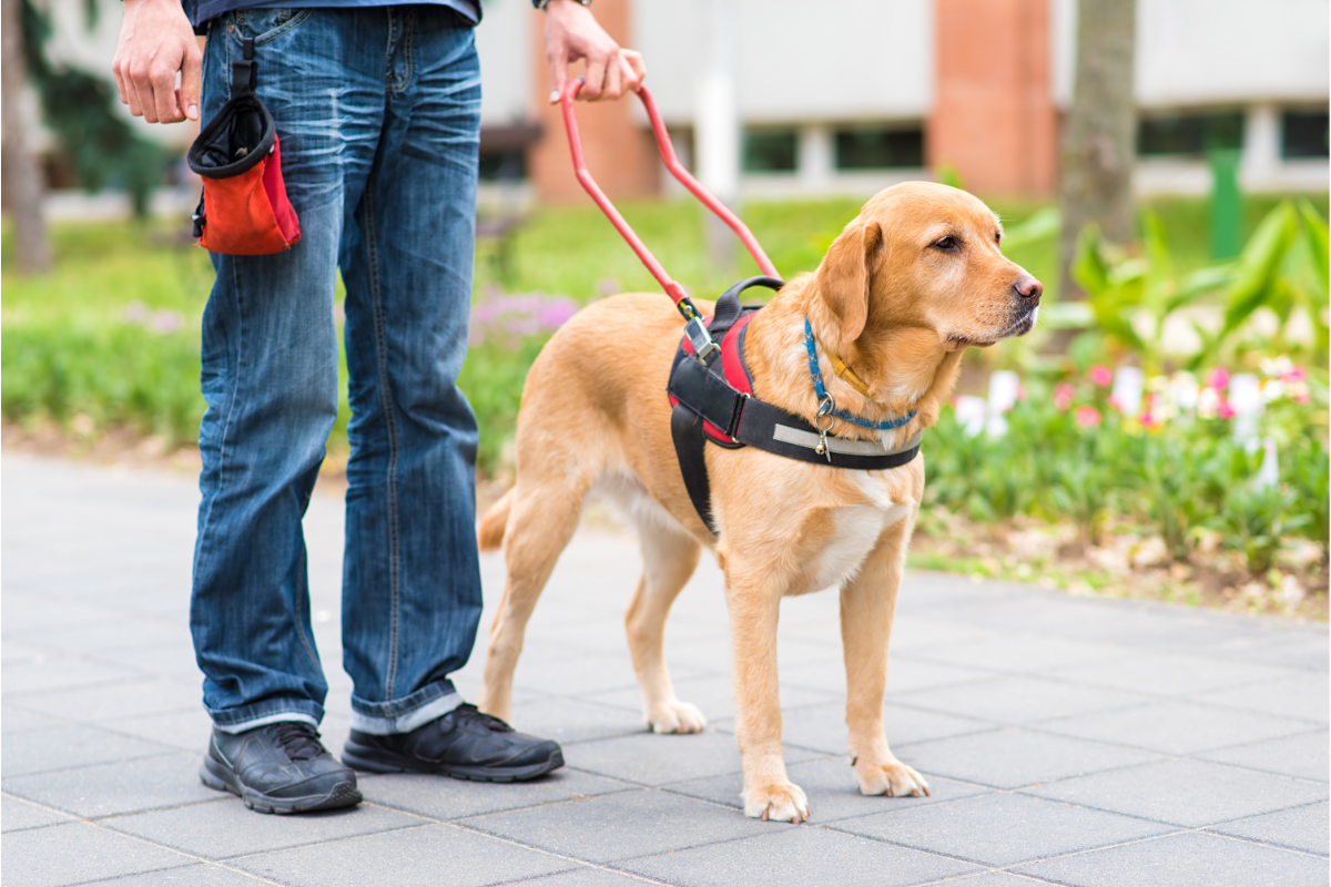 chien d'assistance au travail