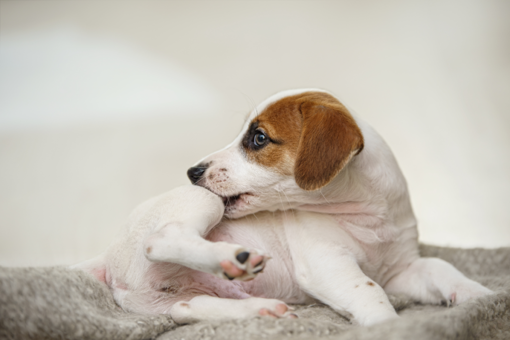 Picture of Understanding Flea Allergy Dermatitis