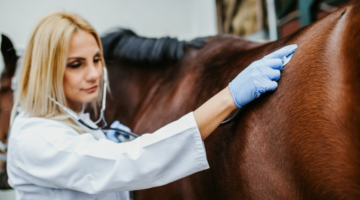 Follicolite batterica: MRSA nei cavalli