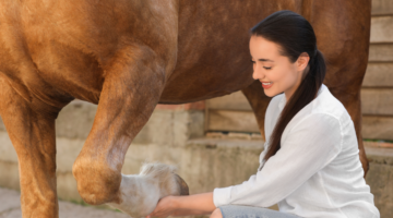Rändelräder beim Pferd: Vorsicht mit den Sehnen