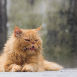 chat roux avec la langue pendue