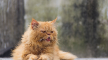 Troubles de la thyroïde : hyperthyroïdie chez le chat