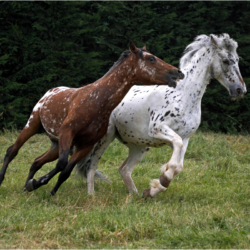 jeunes chevaux qui jouent au pré