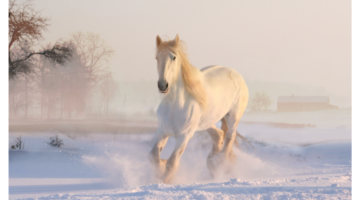 Thermorégulation chez le cheval : un mécanisme d'équilibre thermique