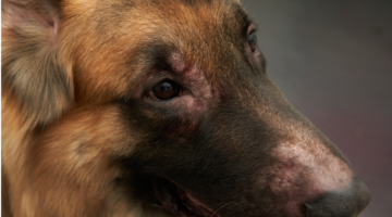 Allergies in animals