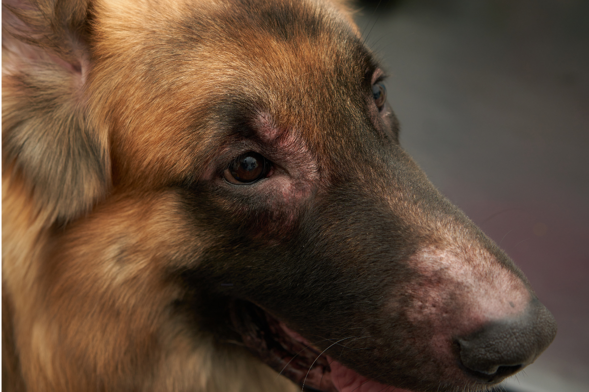 Primo piano di un cane affetto da dermatite atopica, con arrossamenti e aree prive di pelo intorno agli occhi e al muso.