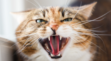 I diversi tipi di problemi comportamentali nei gatti