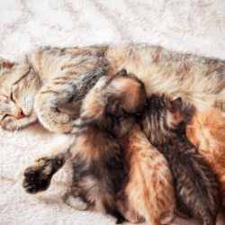 Chatte allongée sur un tapis moelleux, allaitant ses chatons blottis contre son ventre.