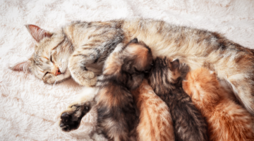 Lo sviluppo comportamentale del gattino