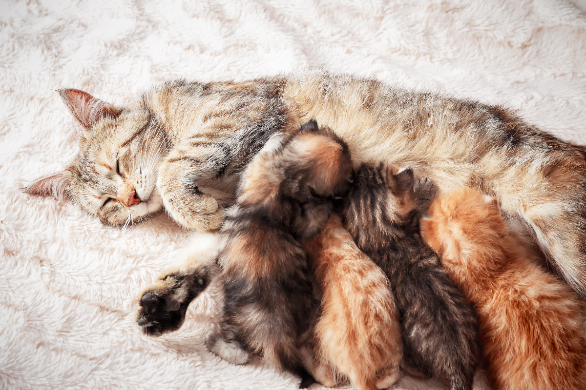 Chatte allongée sur un tapis moelleux, allaitant ses chatons blottis contre son ventre.