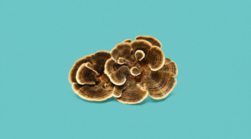 Turkey Tail (Trametes versicolor) : un champignon médicinal pour soutenir l’immunité