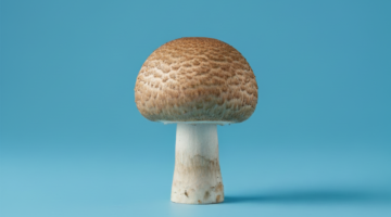 Fatigue, immunité, inflammation… L’Agaricus Blazei Murill est-il la solution naturelle ?