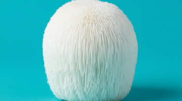 Quels sont les bienfaits du Lion's Mane pour la santé ?