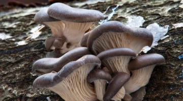 Pleurote : le champignon santé méconnu qui booste immunité et métabolisme