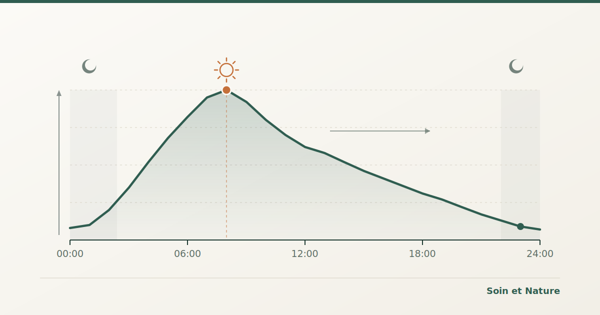 Courbe du cortisol sur 24 heures : pic le matin, diminution progressive, creux en début de nuit